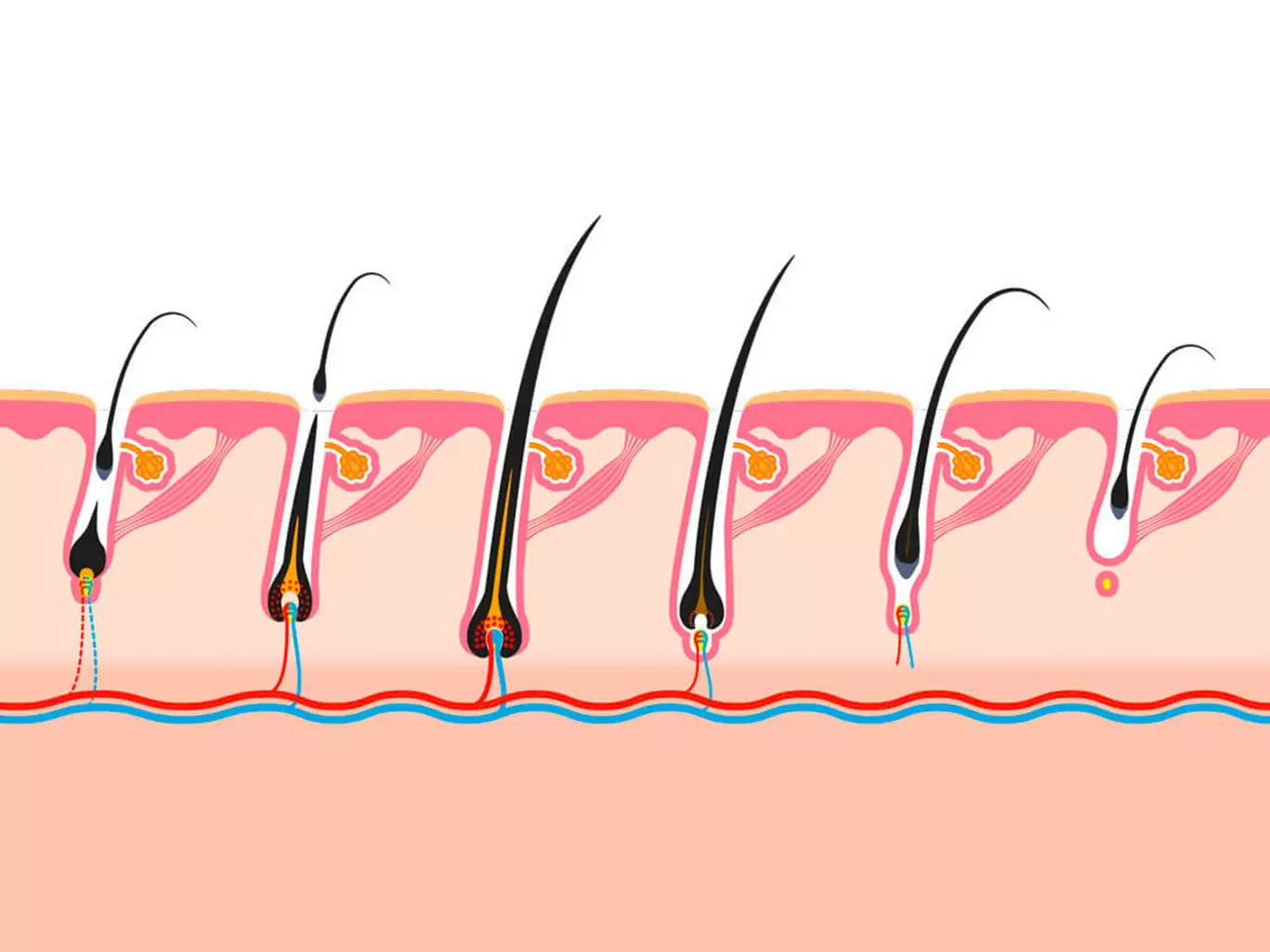 Illustration von einem Querschnitt der Kopfhaut, auf der die Haarwurzeln und ihre Verbindung zu den Blutgefäßen, die sie mit Nährstoffen versorgen, gut zu erkennen sind