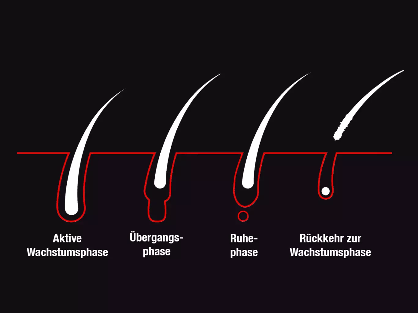 Schematische Darstellung des Wachstumszyklus der Haare mit Wachstumsphase, Übergangsphase und Ruhephase
