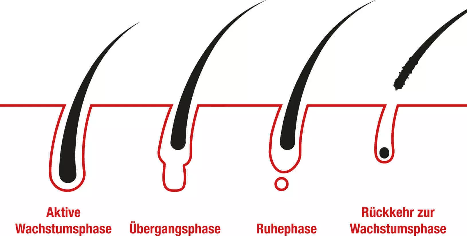 Schematische Darstellung des Wachstumszyklus der Haare mit Wachstumsphase, Übergangsphase und Ruhephase